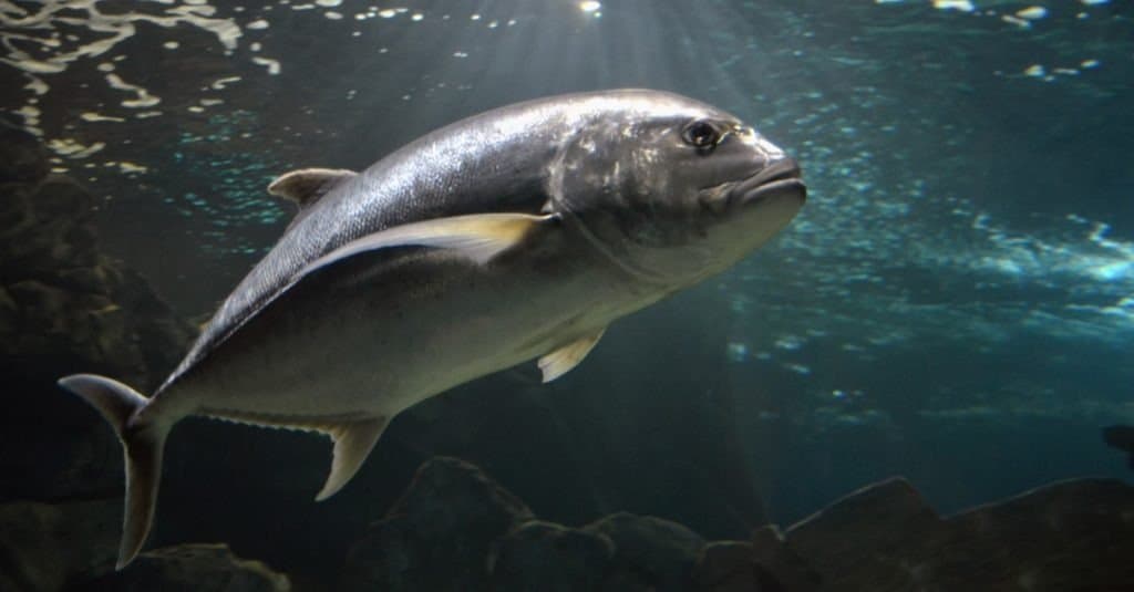 Atlantic Bluefin Tuna (Thunnus thynnus) underwater