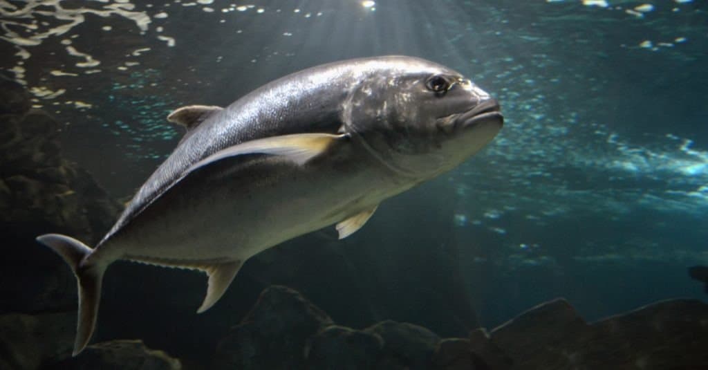 Albacore Tuna - Incredible Facts, Pictures - A-Z Animals