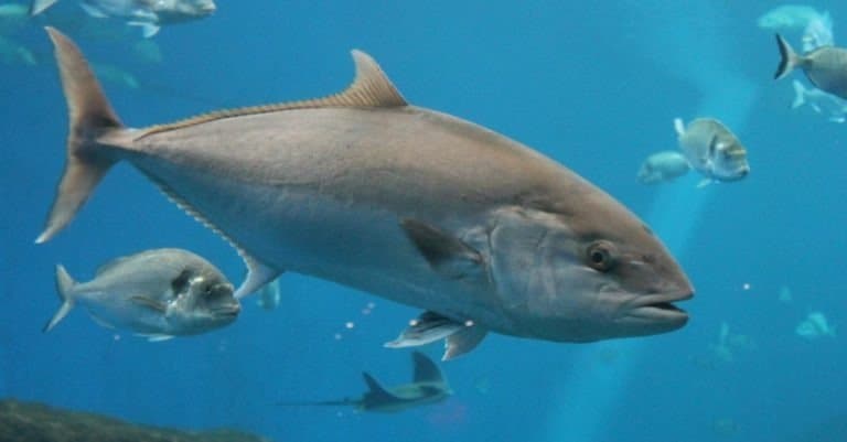 Bluefin Tuna fish swimming in ocean