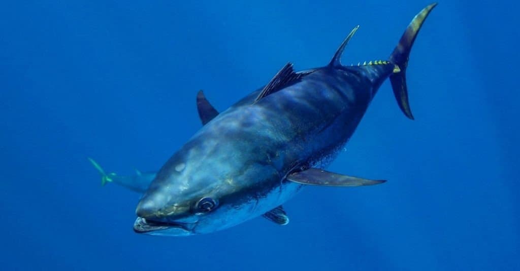 Southern Bluefin Tuna swimming in the open ocean