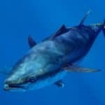 Bluefin tuna