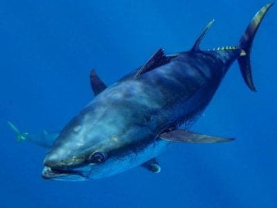 A Bluefin Tuna