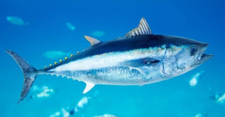 Bluefin tuna Thunnus thynnus saltwater fish in Mediterranean