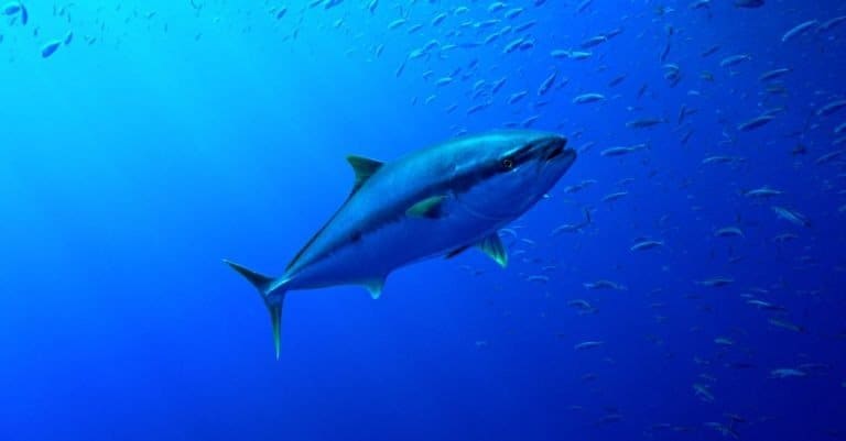 A large tuna swims through clear blue water, with sun rays penetrating the water and sardines swimming around