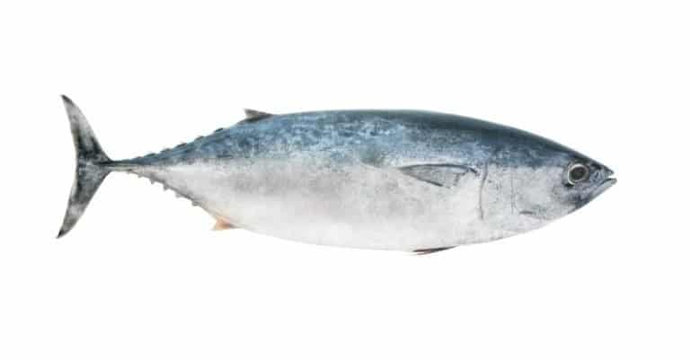 Tuna isolated on white background, Thunnus thynnus fish