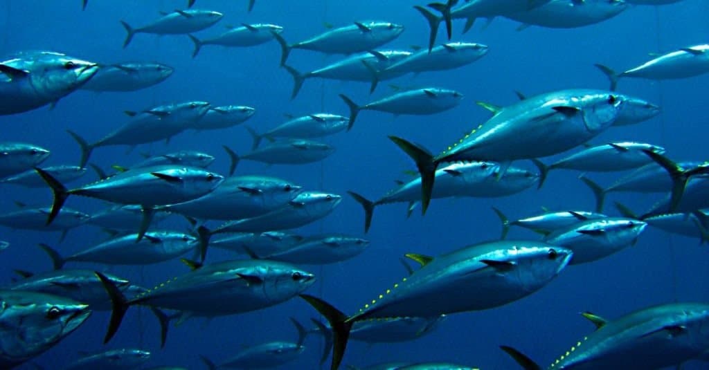 Group of giant tuna