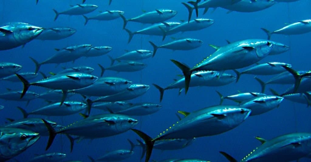 What Do Tuna Eat? Their Diet Explained AZ Animals