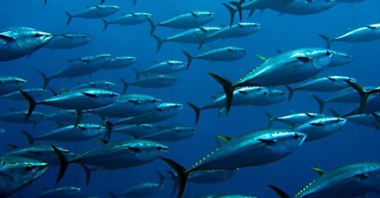 Group of giant tuna