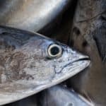 Skipjack tuna
