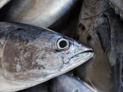 A Skipjack Tuna