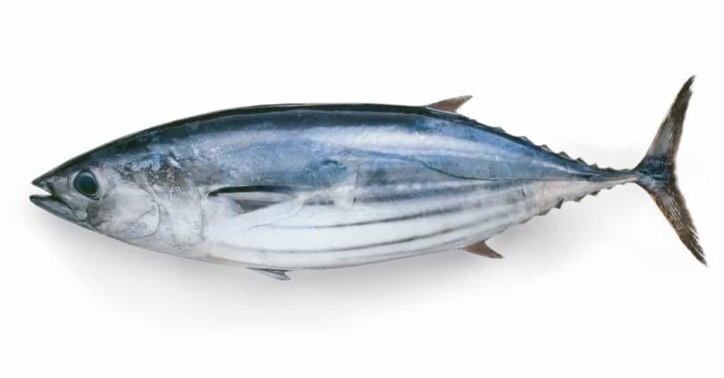 Skipjack Tuna Animal Pictures AZ Animals