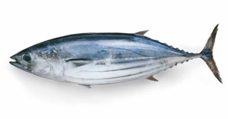 Japanese Katsuo fish (bonito, skipjack tuna)