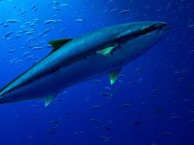 Albacore Tuna - Incredible Facts, Pictures - A-Z Animals