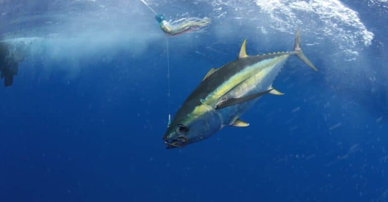 Yellowfin tuna out in the open ocean in crystal clear blue water