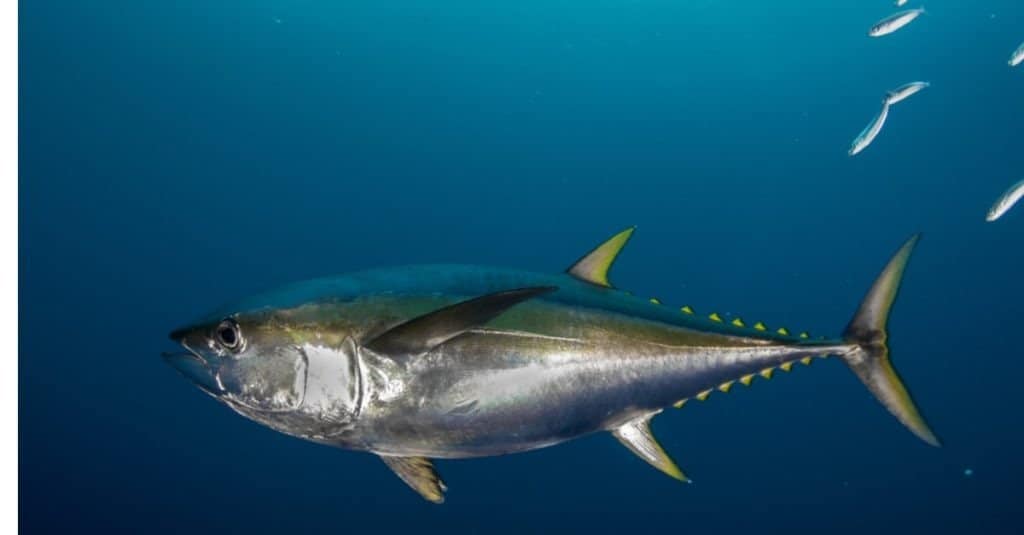 Close Up of a Yellowfin Tuna Underwater