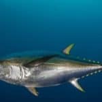Yellowfin tuna