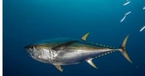 Yellowfin Tuna photo