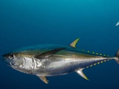 A Yellowfin Tuna