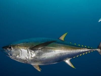 A Thunnus albacares