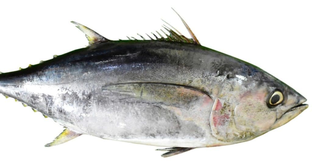 Yellowfin Tuna isolated on white background
