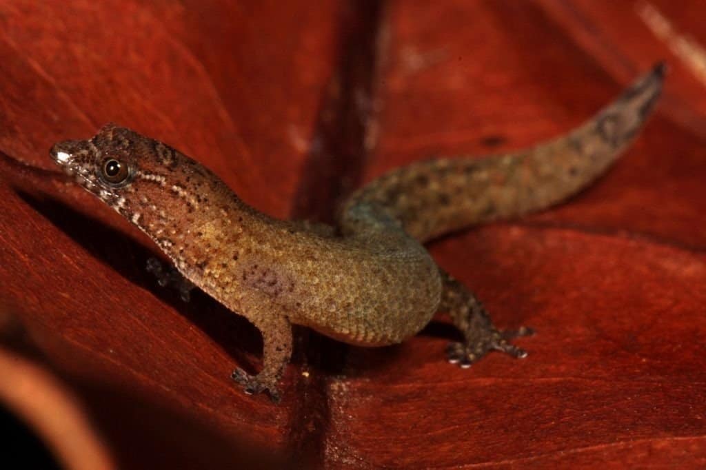 A Virgin Island dwarf sphaero standing on a red leaf.