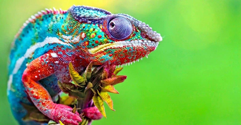 Wild Chameleon Reptile With Beautiful Colors