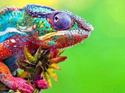 Close up of a colorful lizard