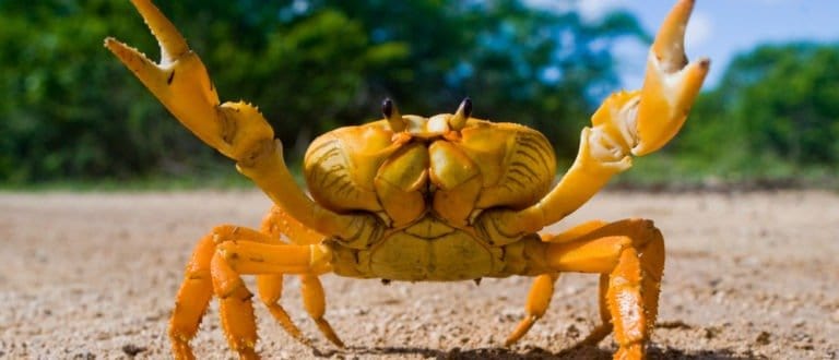 Yellow land crab. Cuba