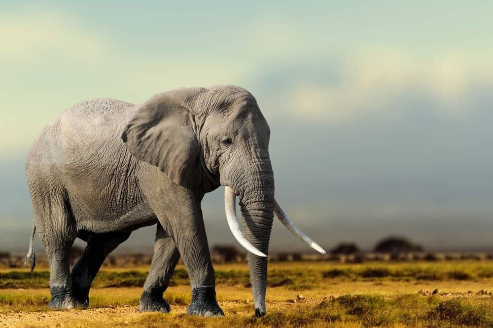 An African elephant walking in the dirt.