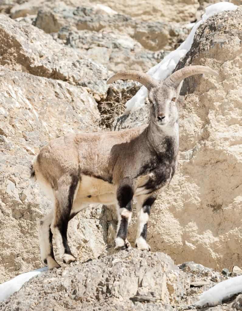 A bharal standing on the edge of a cliff.