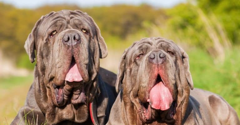 best big dog - Neapolitan Mastiff