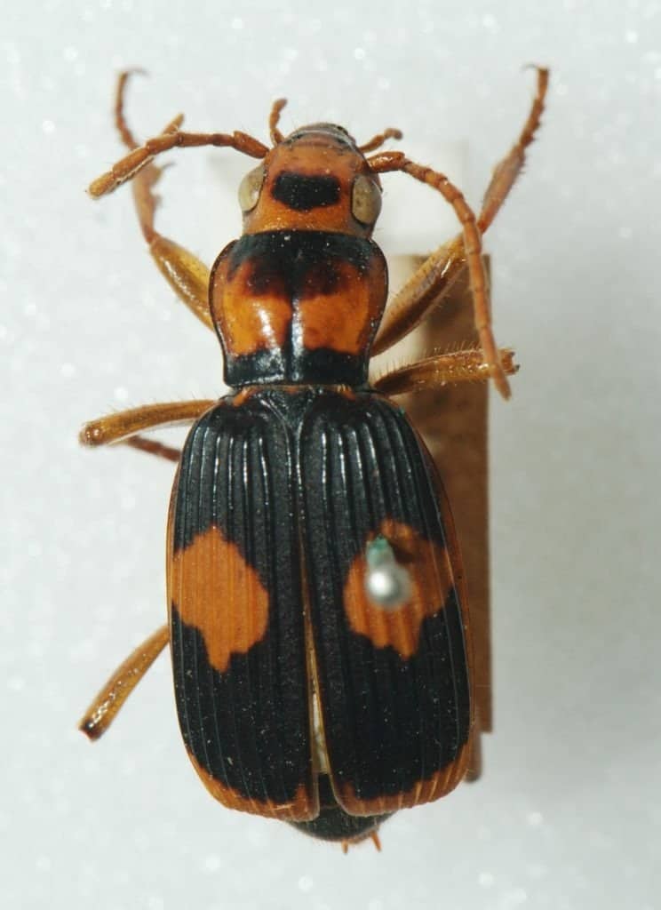 A pinned Bombardier Beetle.