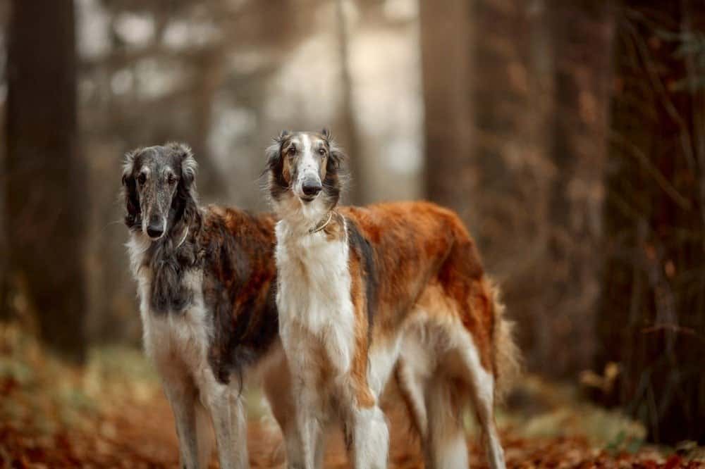 Two borzoi dogs standing in a forest.