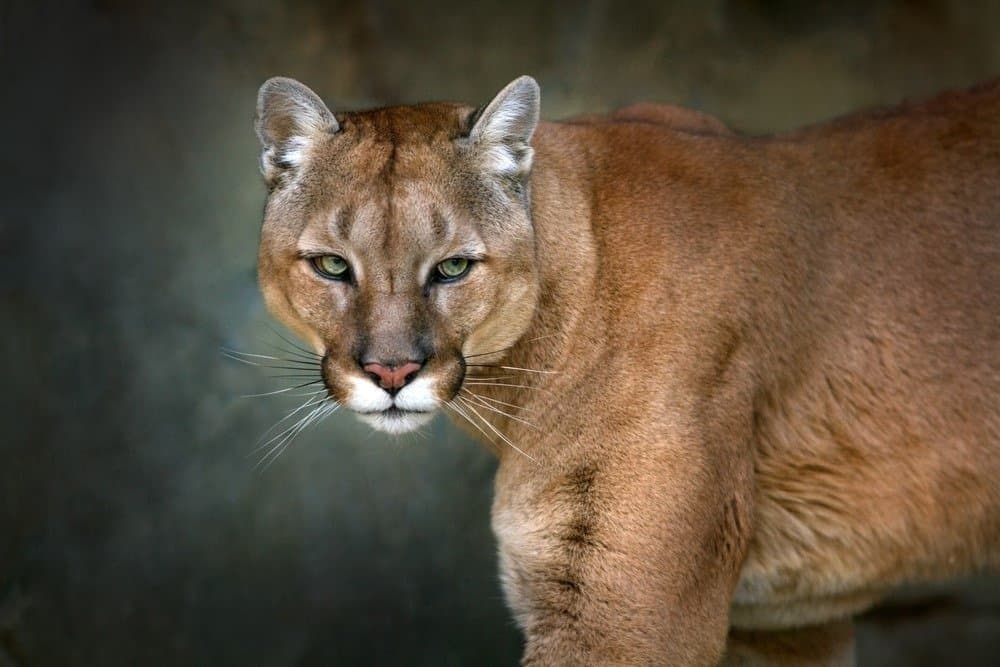 A cougar's upper body and head against a dark background.