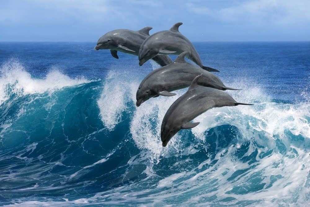 Four dolphins jumping in a wave in the ocean.