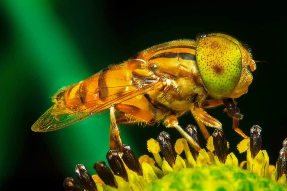 A close-up of a fruit fly perched on a plant.