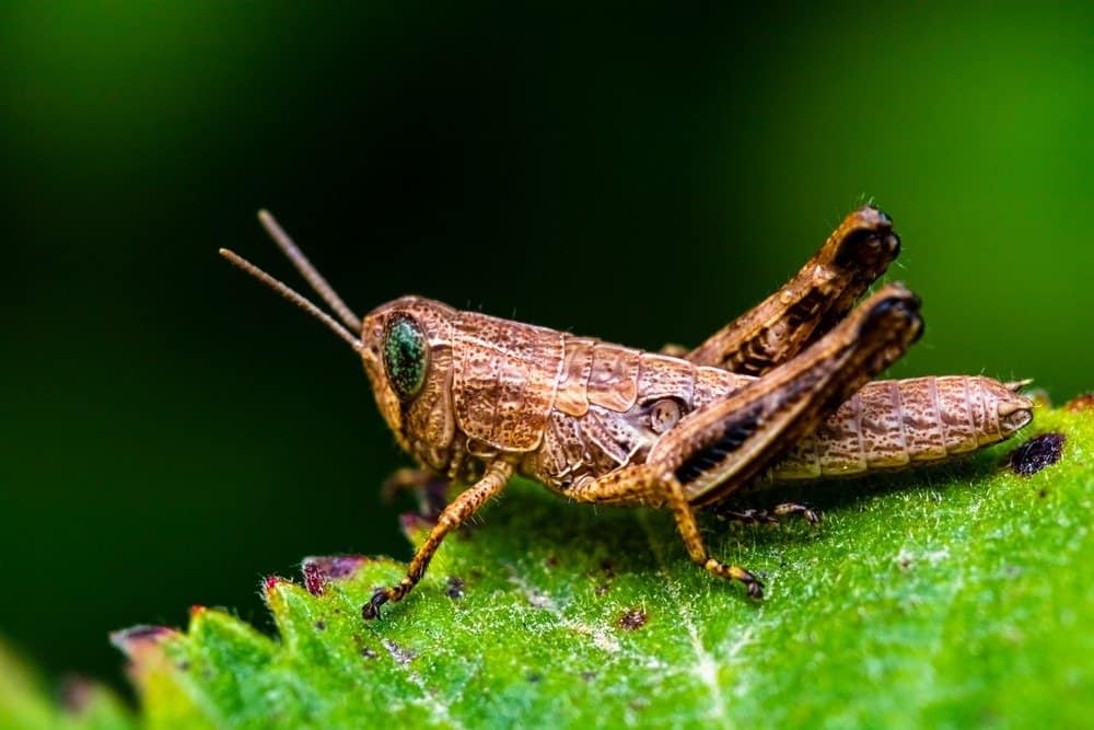 A grasshopper resting on a green leaf.