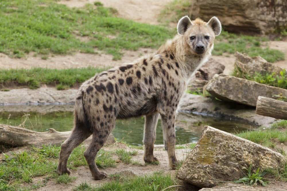 A hyena standing near large rocks and a pond.