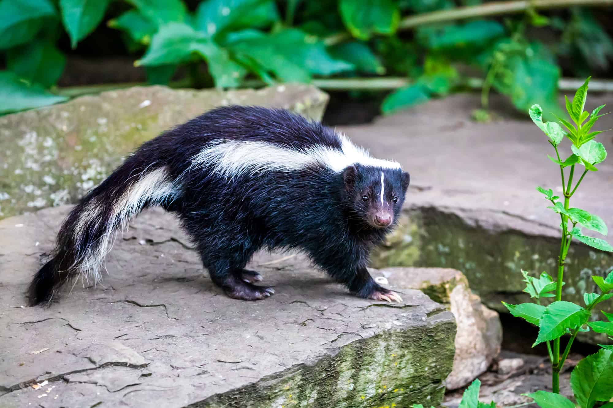 Skunk, Netherlands, Animal, Close-up, Color Image