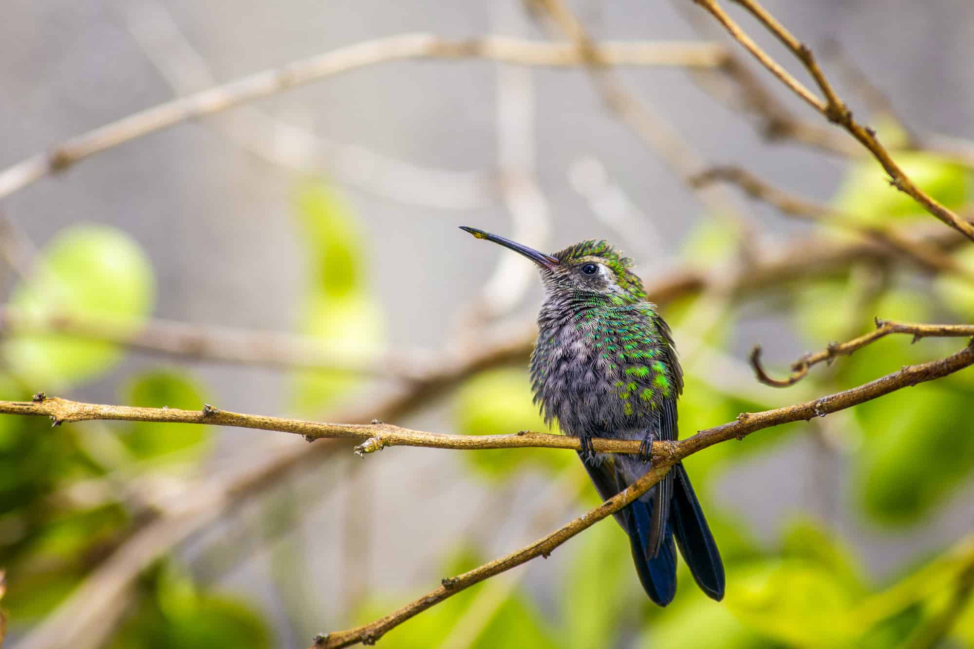 A blue bee hummingbird perched on a tree branch.