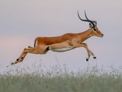 A Watch This Frisky Impala Turn Into an Olympian and Nail an Insane Long Jump