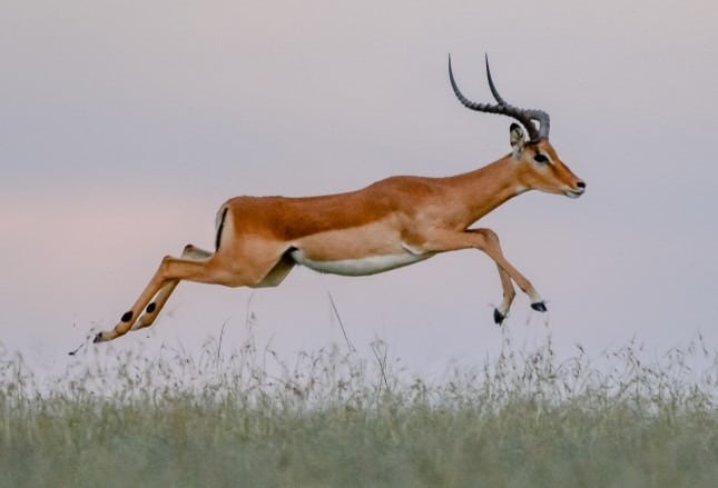 jumping animals - impala