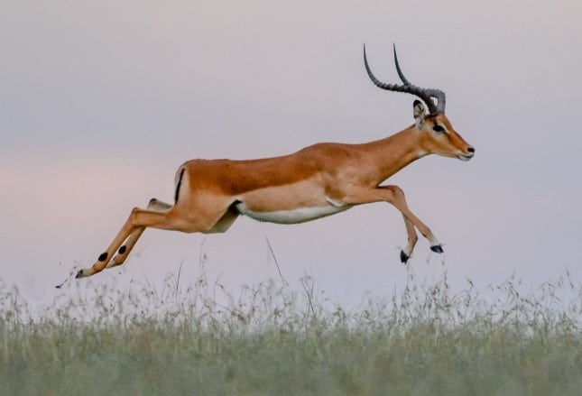 Gazelle vs Impala