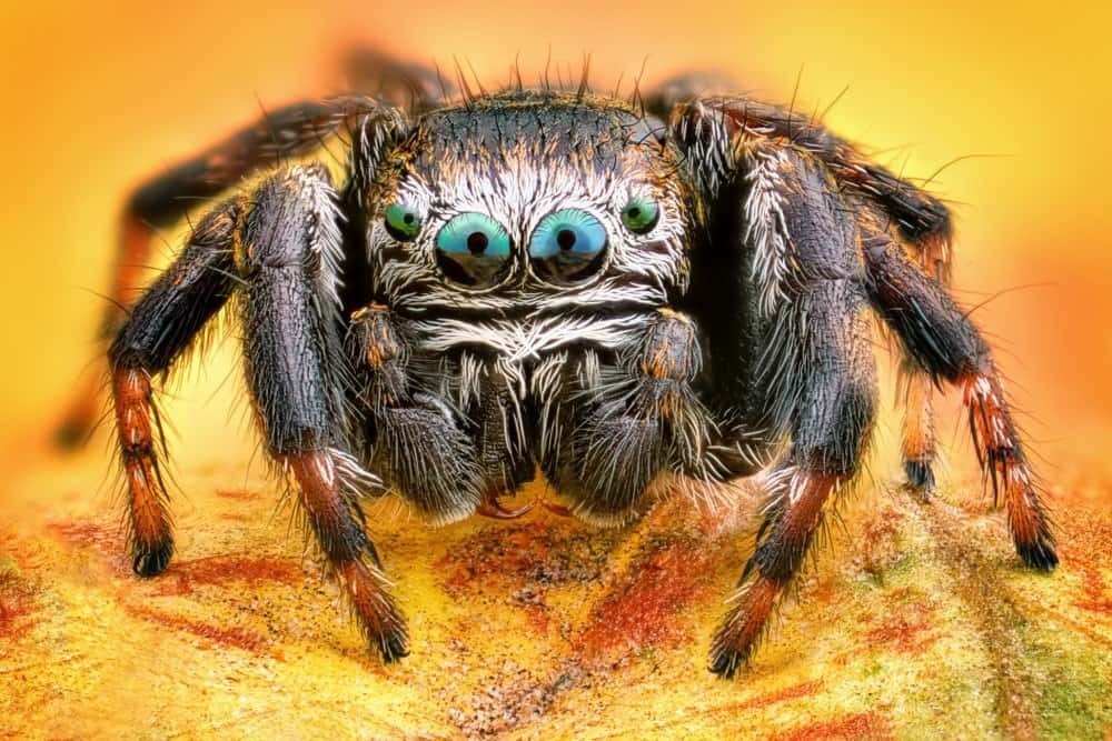 A close-up of a jumping spider.