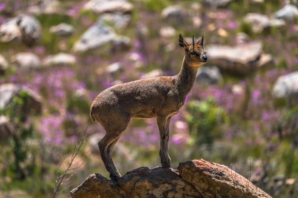 A klipspringer standing on top of a rock with large rocks and purple flowers in the background.