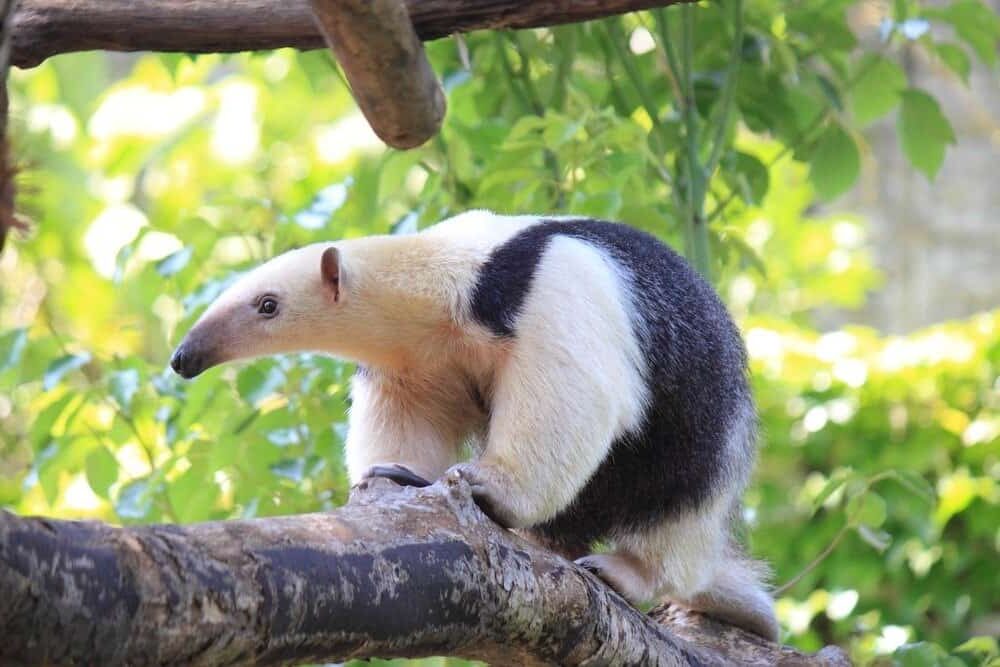 stinkiest animals - Lesser Anteater