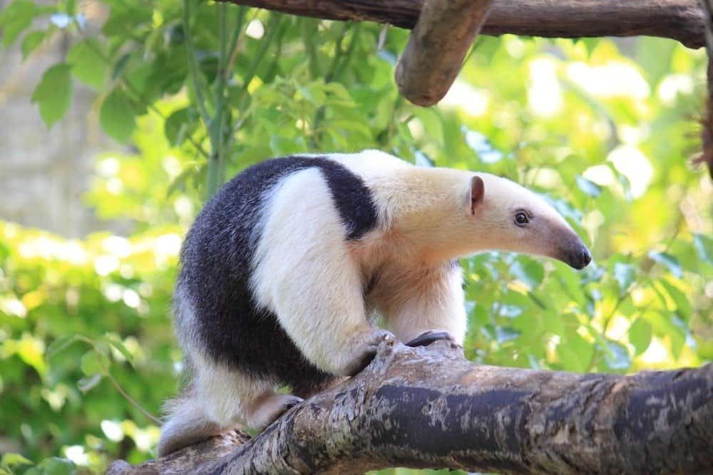 A lesser anteater standing on a tree branch with green leaves.