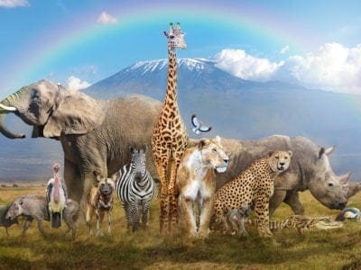 african animals a z