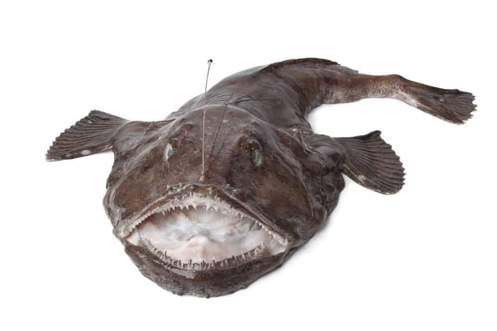 A monkfish with its mouth open against a white background.