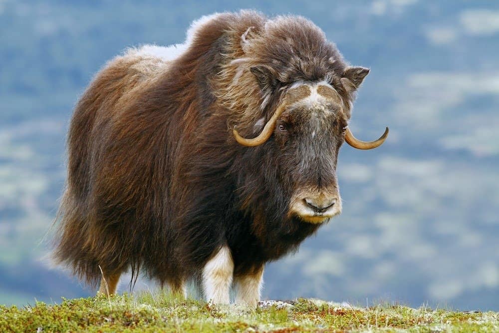 A musk ox standing in the grass.